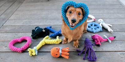 Pet Play & Activity Toys