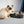 PETKIT CYBERTAIL Raised Stainless Steel Pet Feeding Bowl(Model: FNM-DBL)
