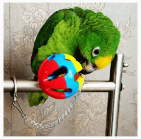 Dubkart 5 PCS Bird Parrot Pet Cage Hanging Bell Hammock Swing Toys