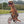 Dubkart Costumes Inflatable T-Rex Dinosaur Costume for Adults 2.2 Meters