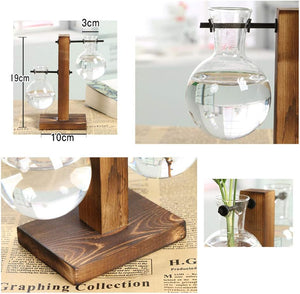 Dubkart Home decor Terrarium Hydroponic Money Plant Vase