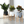 Dubkart Wood Frame Flower Plant Pot Set White 30 cms